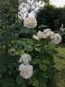 Swan ® rose photo
