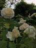 Swan ® rose photo