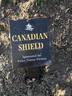 Canadian Shield™ rose photo