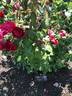 Emily Carr rose photo