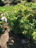 Henry Hudson rose photo