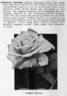 Lilian Moore rose photo