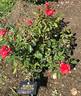 Morden Fireglow rose photo