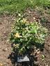 Morden Sunrise rose photo