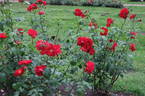 Hamburg rose photo