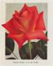 Hinrich Gaede rose photo
