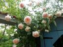 Ginger Syllabub rose photo