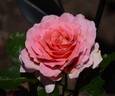 Dr. Jane Goodall rose photo