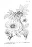 <i>Rosa praelucens</i> Byhouwer rose photo
