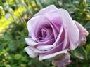 Pauly Brunelli rose photo