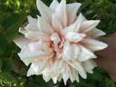 Earl of Eldon rose photo