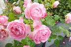 Pink Meilove rose photo