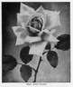 Madame Jules Grolez rose photo