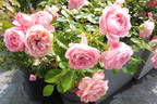 Pink Meilove rose photo