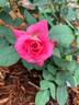 Bon-Bon rose photo