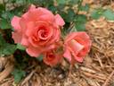 Waiheke rose photo