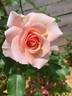 Champagne rose photo