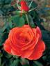 Candelabra ™ rose photo