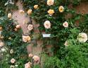 Royal Pageant rose photo