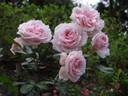 Allegory Of Spring ™ rose photo