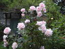 Allegory Of Spring ™ rose photo