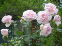 Allegory Of Spring ™ rose photo