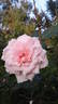 Allegory Of Spring ™ rose photo