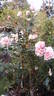 Allegory Of Spring ™ rose photo