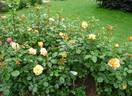 Téquila ® rose photo