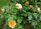 Téquila ® rose photo