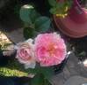 Peggy M rose photo