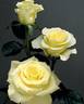 Citronella rose photo