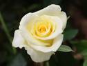 Citronella rose photo