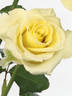 Citronella rose photo