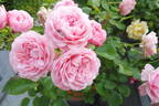 Pink Meilove rose photo