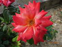 Hallé rose photo