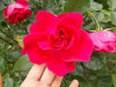High Society ™ rose photo