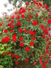 Grimpant La Sevillana rose photo