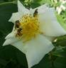 Una rose photo