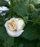 Una rose photo