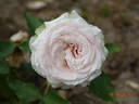 Poetry rose photo