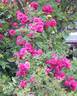 Geschwinds Schönste rose photo