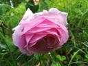Colcestria rose photo
