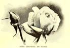 Comtesse de Bardi rose photo