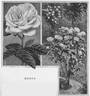 Fisher Holmes rose photo