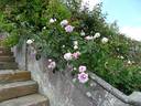 Blairii No. 2 rose photo