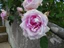 Blairii No. 2 rose photo