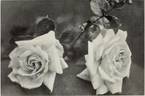 Helene Cambier, Cl. rose photo