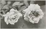 Mademoiselle Hélène Cambier rose photo