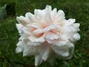 Earl of Eldon rose photo